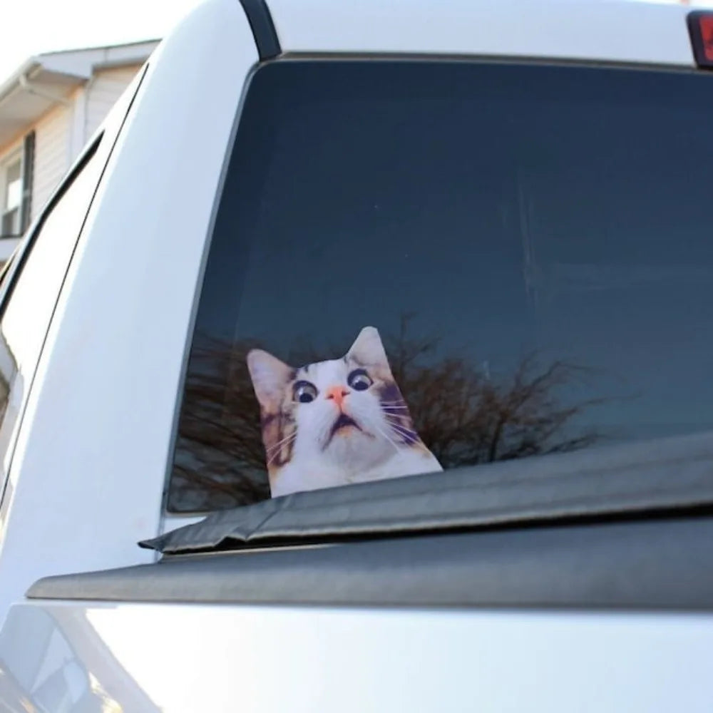 For Body Windshield Window Trunk Vinyl 1PC Scaredy Cat Stickers